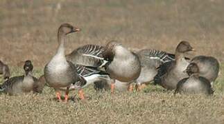 Tundra Bean Goose