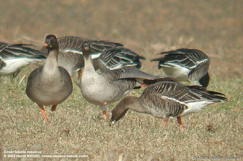 Tundra Bean Goose