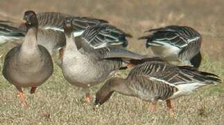 Tundra Bean Goose