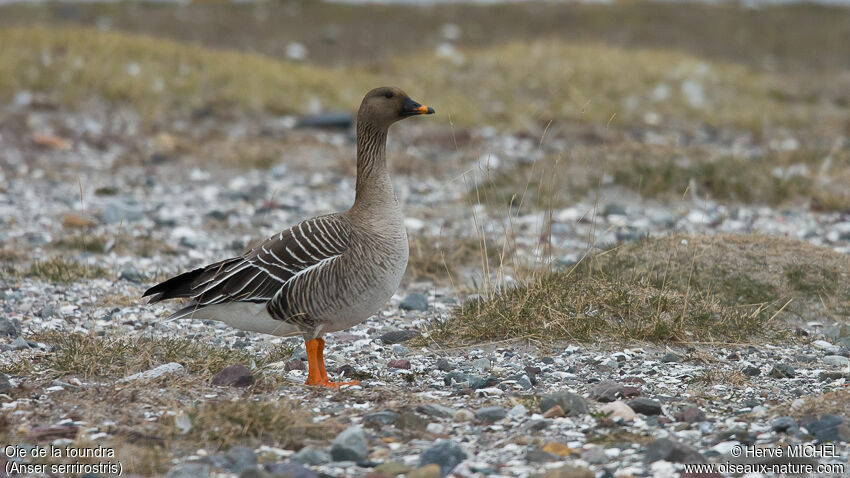 Tundra Bean Gooseadult