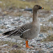 Tundra Bean Goose