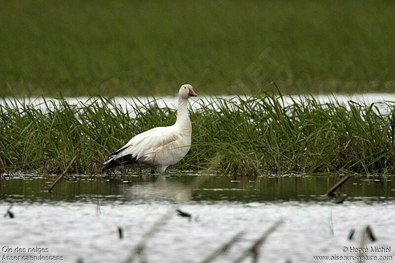 Snow Gooseadult