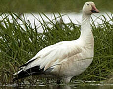 Snow Goose