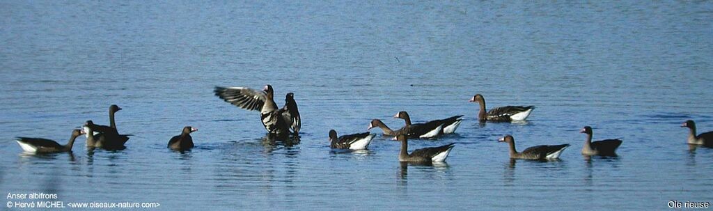 Greater White-fronted Goose