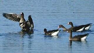 Greater White-fronted Goose