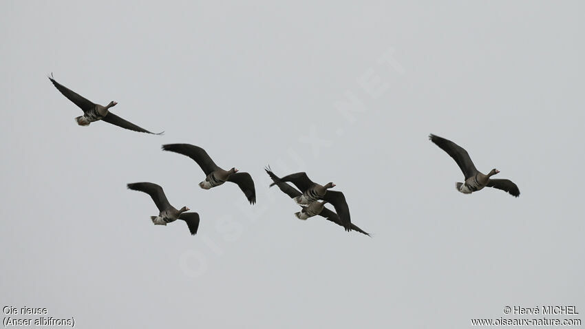 Greater White-fronted Goose