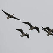 Greater White-fronted Goose