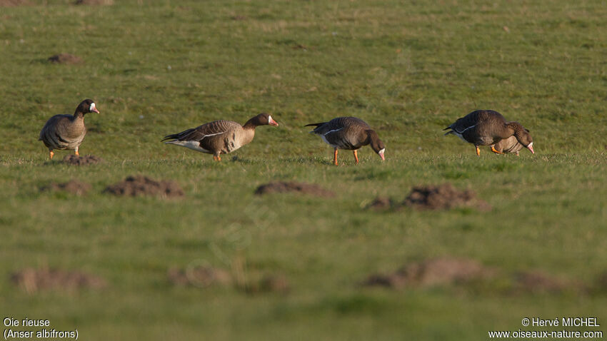 Greater White-fronted Goose