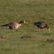 Greater White-fronted Goose