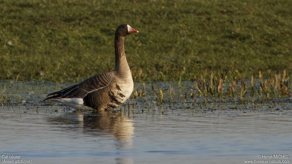 Greater White-fronted Gooseadult