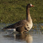 Greater White-fronted Goose