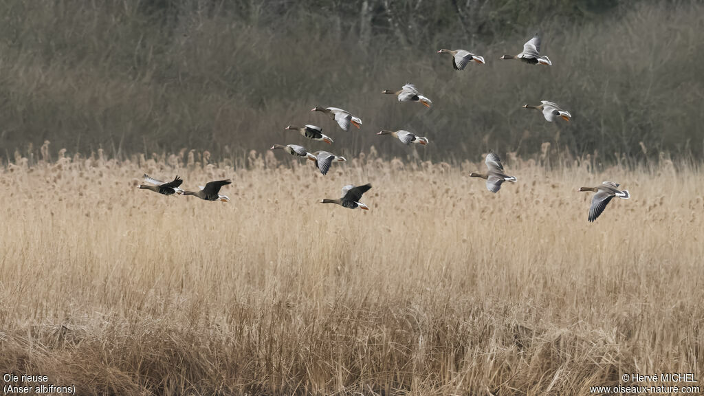 Greater White-fronted Goose