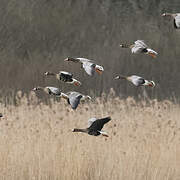 Greater White-fronted Goose