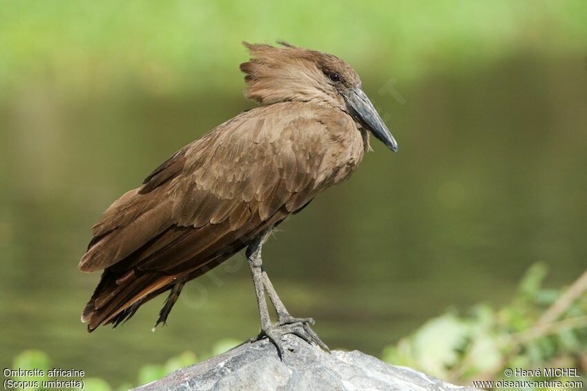 Hamerkop