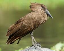 Hamerkop