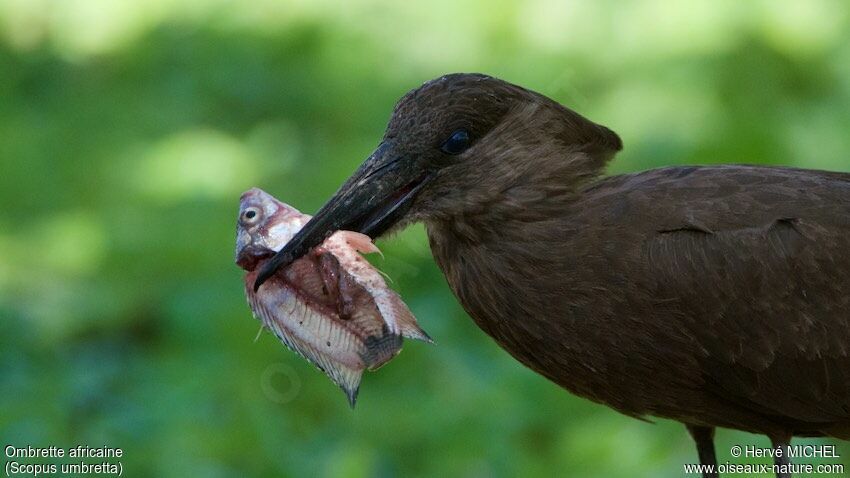 Hamerkop