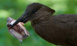 Hamerkop