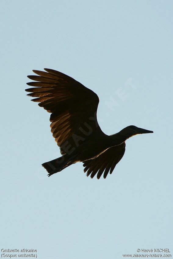 Hamerkop