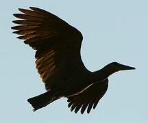 Hamerkop