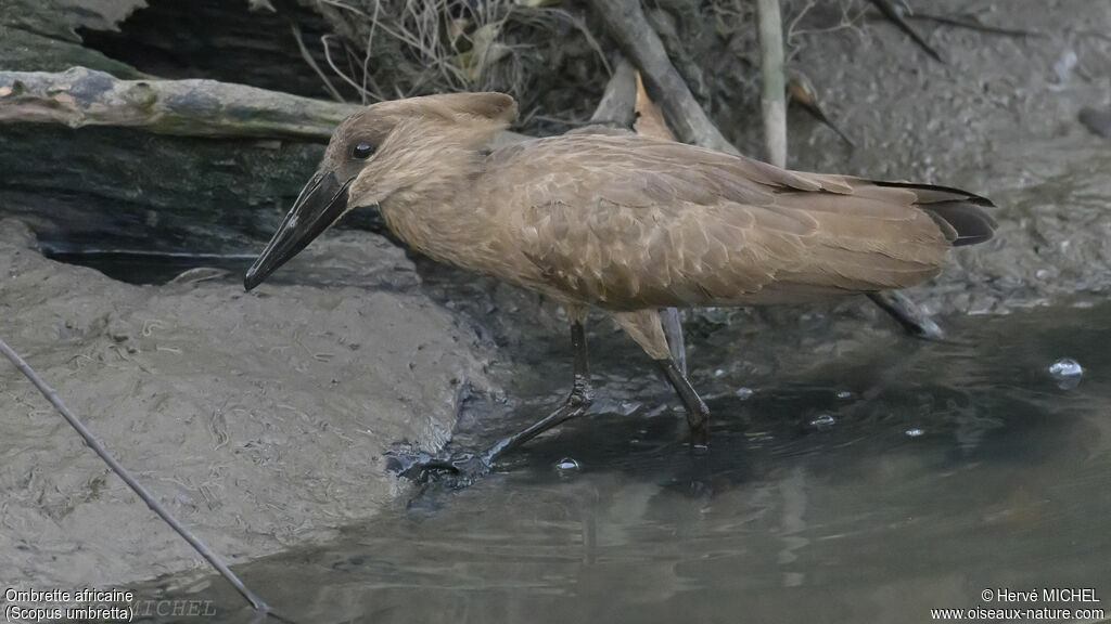 Hamerkop