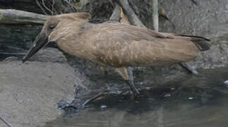 Hamerkop