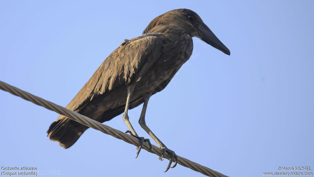 Hamerkop