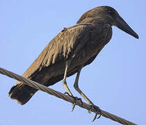 Hamerkop