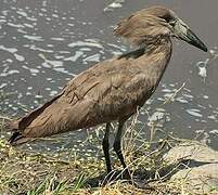 Hamerkop