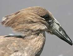 Hamerkop