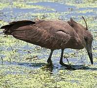 Hamerkop