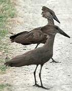 Hamerkop