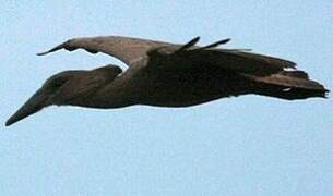 Hamerkop