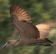 Hamerkop