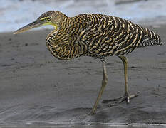 Bare-throated Tiger Heron