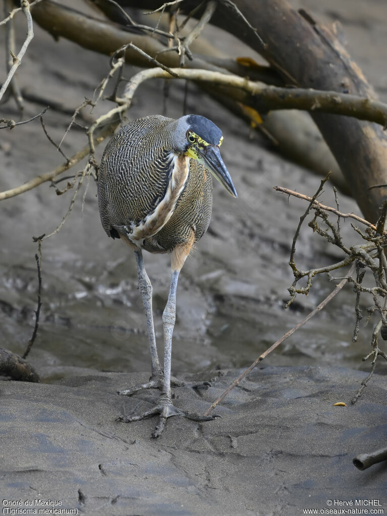 Bare-throated Tiger Heronadult