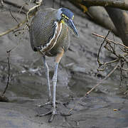 Bare-throated Tiger Heron