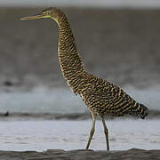 Bare-throated Tiger Heron