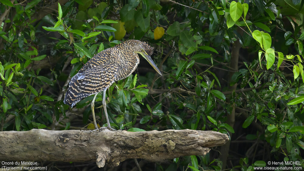 Bare-throated Tiger Heronimmature