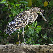 Bare-throated Tiger Heron