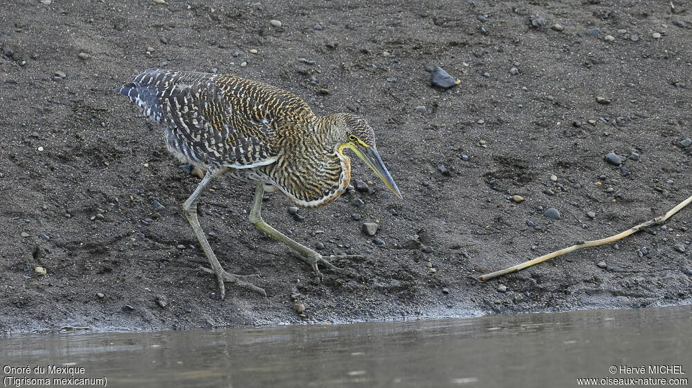 Bare-throated Tiger Heronimmature