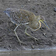 Bare-throated Tiger Heron