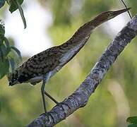 Rufescent Tiger Heron