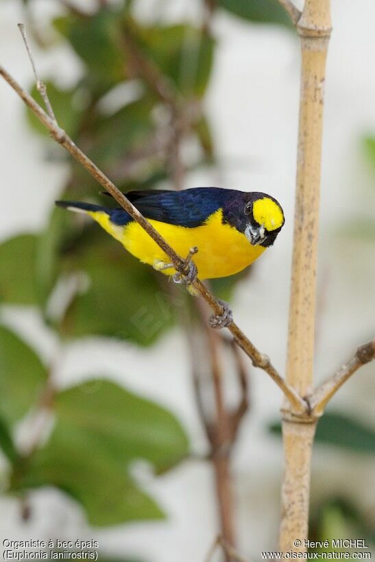 Thick-billed Euphonia male