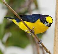 Thick-billed Euphonia