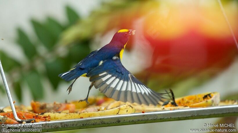 Thick-billed Euphonia male