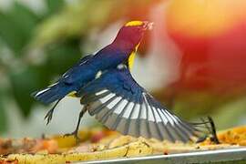 Thick-billed Euphonia