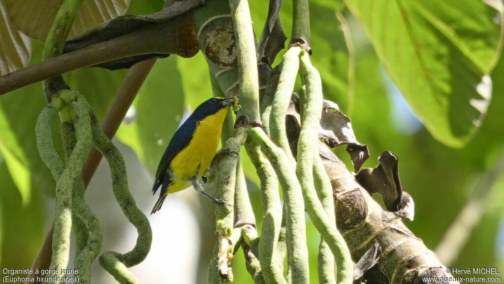 Yellow-throated Euphonia male