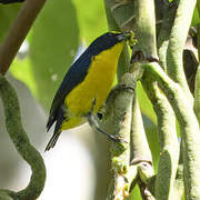 Yellow-throated Euphonia