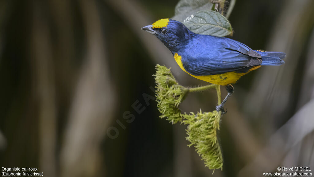 Fulvous-vented Euphonia male