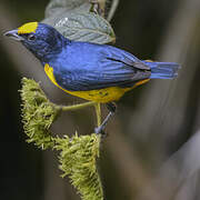 Fulvous-vented Euphonia